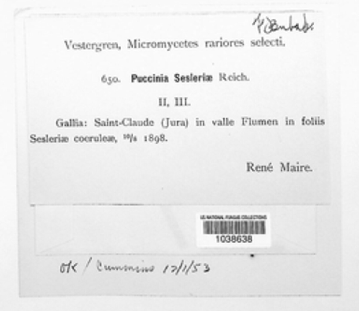 Puccinia sesleriae image
